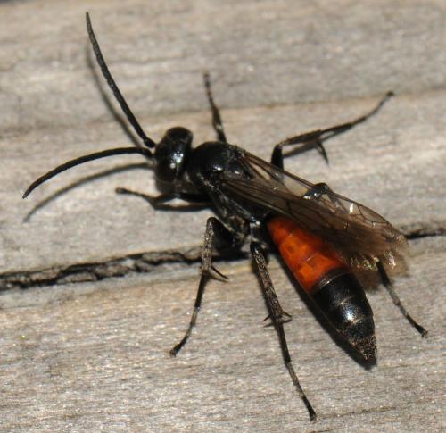 Réf. 79 686 : Pompilinae inconnu