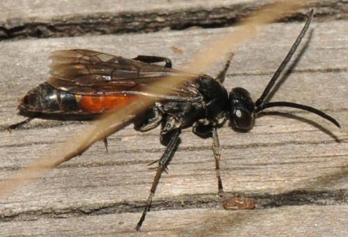 Réf. 79 687 : Pompilinae inconnu