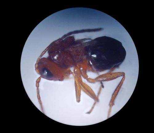 Réf. 79 616 : Alloxysta pedestris
