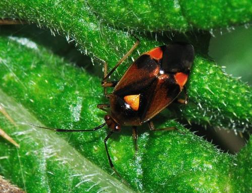 Réf. 79 270 : Deraeocoris ruber