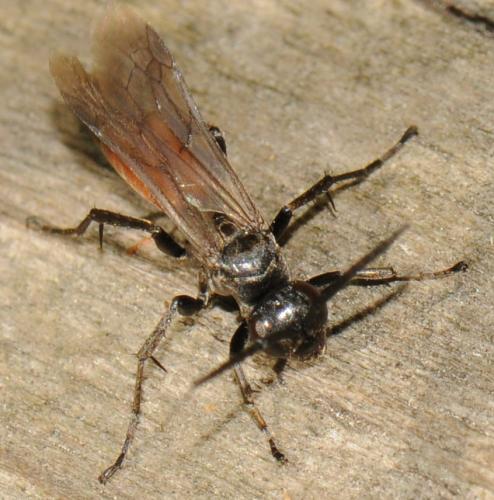 Réf. 79 688 : Pompilinae inconnu