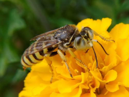 Réf. 79 067 : Bembix tarsata