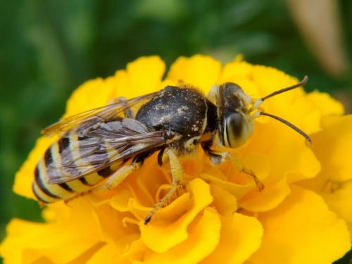 Réf. 79 068 : Bembix tarsata