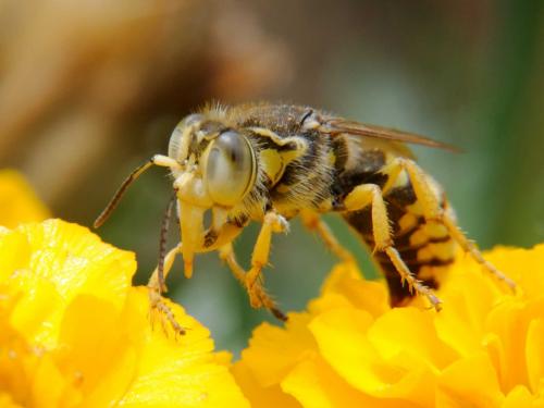 Réf. 79 069 : Bembix tarsata