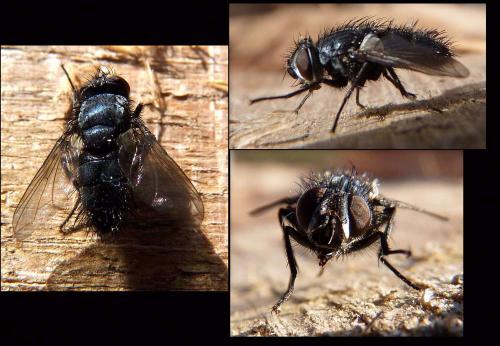 Réf. 79 380 : Epicampocera succincta