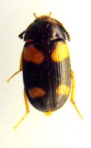Mycetophagus quadripustulatus
