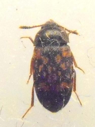 Réf. 79 410 : Mycetophagus atomarius