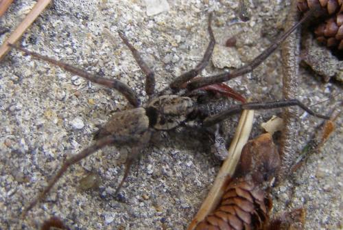 Réf. 79 092 : Nomisia exornata