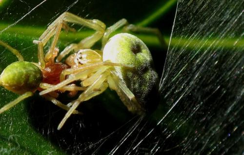 Nigma walckenaeri