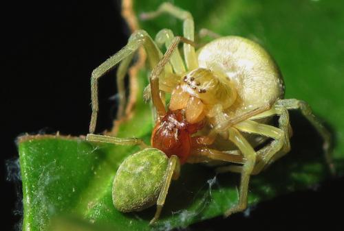 Nigma walckenaeri