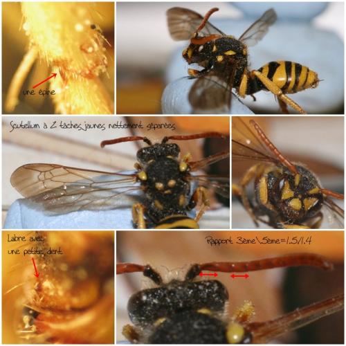 Nomada succincta