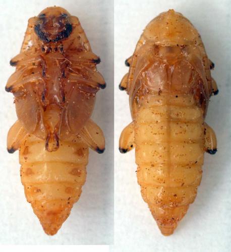 Pyrrhidium sanguineum