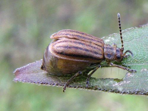 Réf. 79 122 : Xanthogaleruca sp.