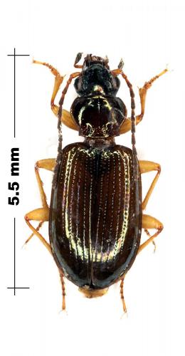 Bembidion latinum