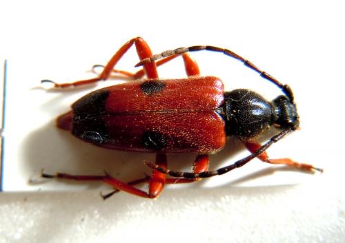 Stictoleptura rufa