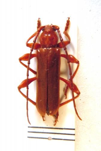 Réf. 79 563 : Leioderes kollari