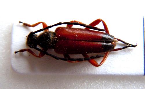 Stictoleptura rufa