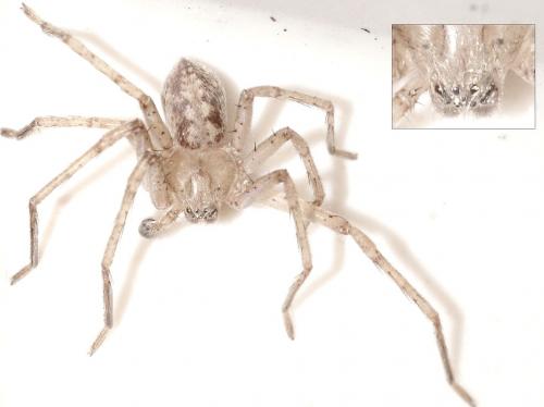 Olios argelasius