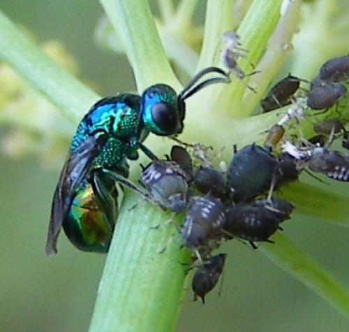 Réf. 79 897 : Omalus aeneus