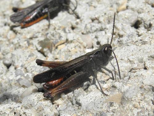 Réf. 79 815 : Omocestus rufipes