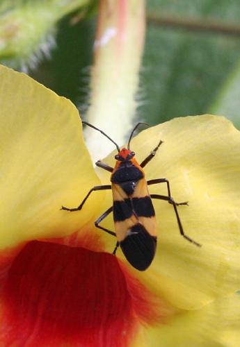 Réf. 79 884 : Oncopeltus sp.