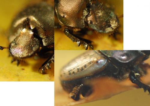 Onthophagus vacca
