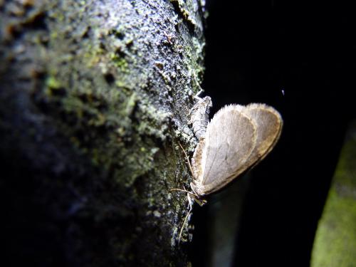 Operophtera brumata
