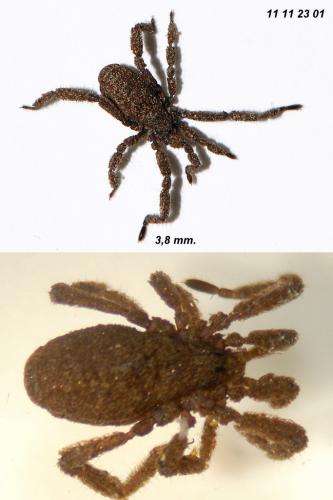 Anelasmocephalus cambridgei