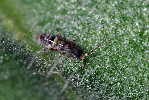 Orchesella cincta
