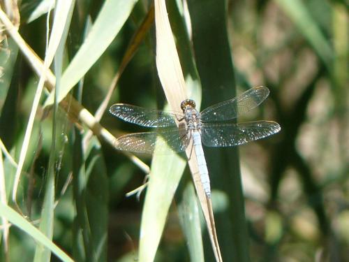 Orthetrum coerulescens