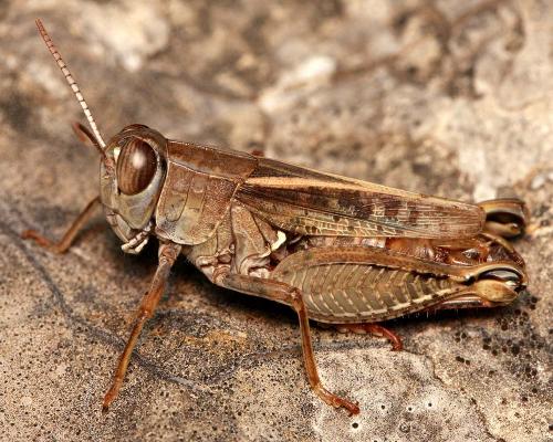 Calliptamus wattenwylianus