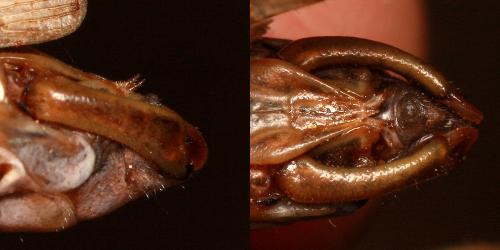 Calliptamus wattenwylianus