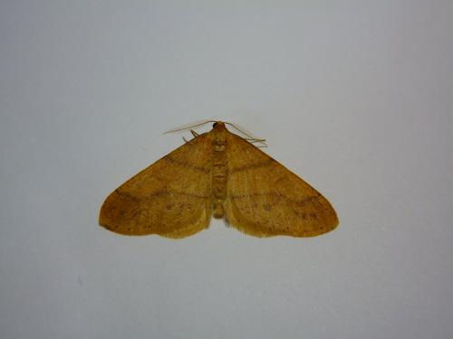 Agriopis aurantiaria
