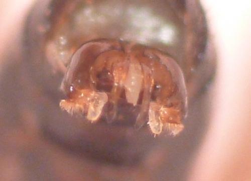 Lasioglossum sp.