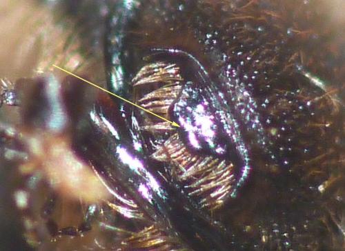 Andrena flavipes