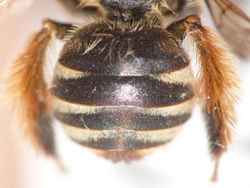 Réf. 79 343 : Tetraloniella alticincta