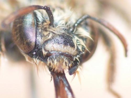Réf. 79 342 : Tetraloniella alticincta