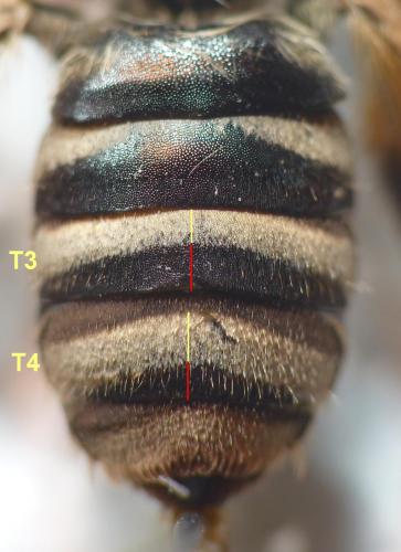 Réf. 79 589 : Tetraloniella alticincta