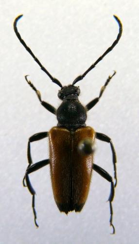 Stictoleptura fulva