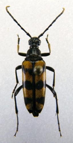 Réf. 79 199 : Leptura quadrifasciata