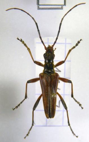 Réf. 79 197 : Stenocorus meridianus