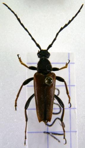 Stictoleptura rubra