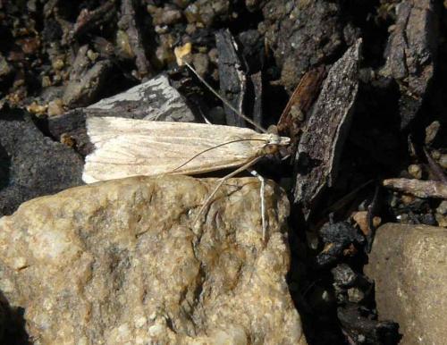 Nomophila noctuella
