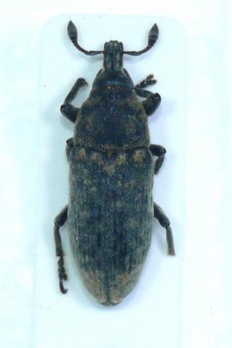 Réf. 79 540 : Trachydemus inquinatus