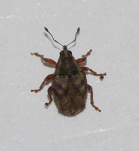Réf. 79 134 : Trichosirocalus troglodytes