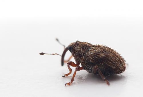 Réf. 79 133 : Trichosirocalus troglodytes