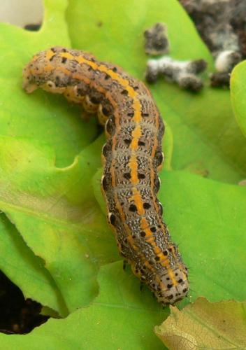 Orthosia miniosa
