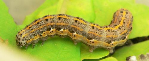 Orthosia miniosa