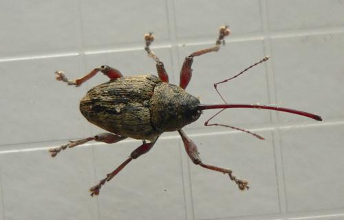 Réf. 79 304 : Curculio glandium