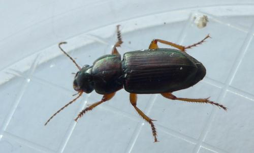 Réf. 79 696 : Harpalus affinis